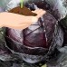 Red Acre Cabbage Garden Seeds - 25 Lbs Bulk - Heirloom, Non-GMO Vegetable Gardening Seed - Cabbage Micro Green Seed   566832369